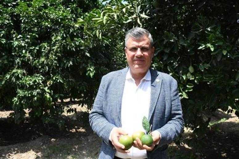 Narenciyeyi sıcak vurdu