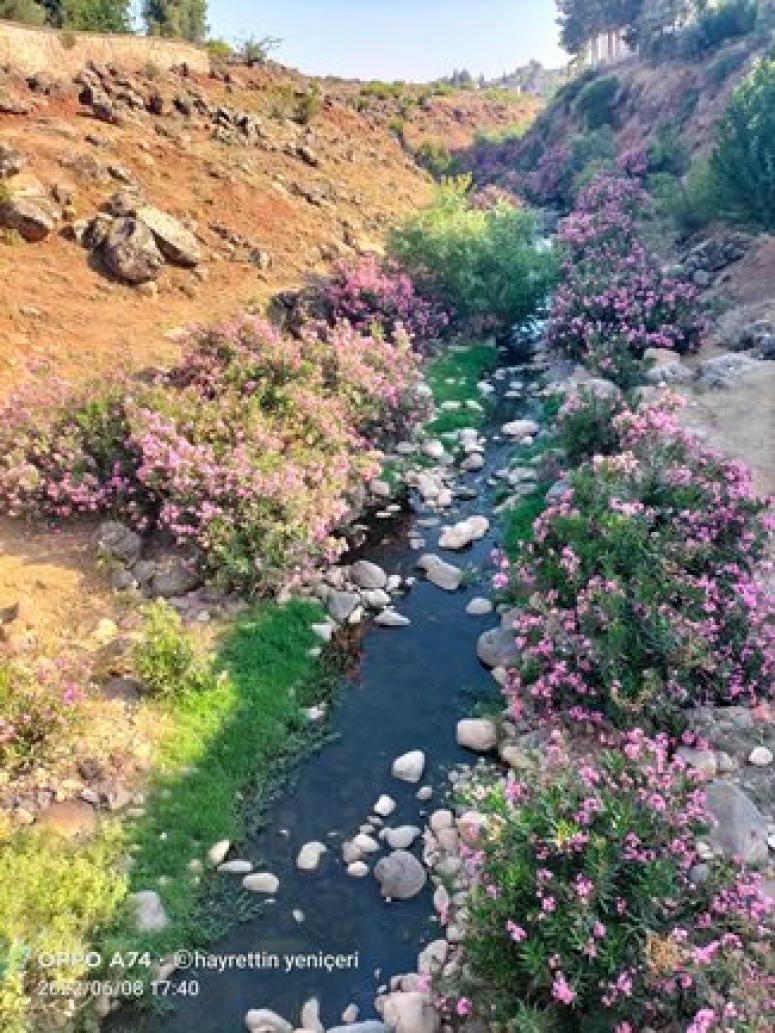 Aktepe Deresi dehşet saçıyor