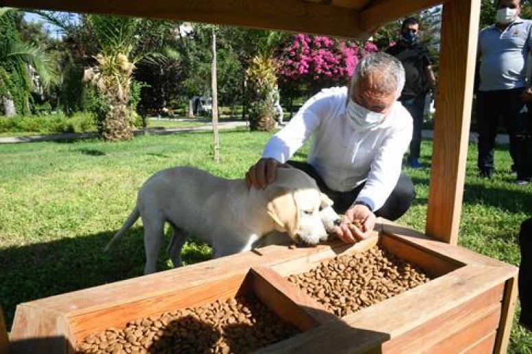 Zeydan Başkan sokak hayvanlarını elleriyle besledi…