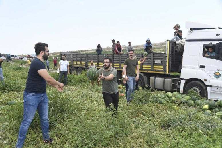 CHP Gençliği karpuz hasadı yaptı